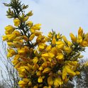 Ulex europaeus fleur